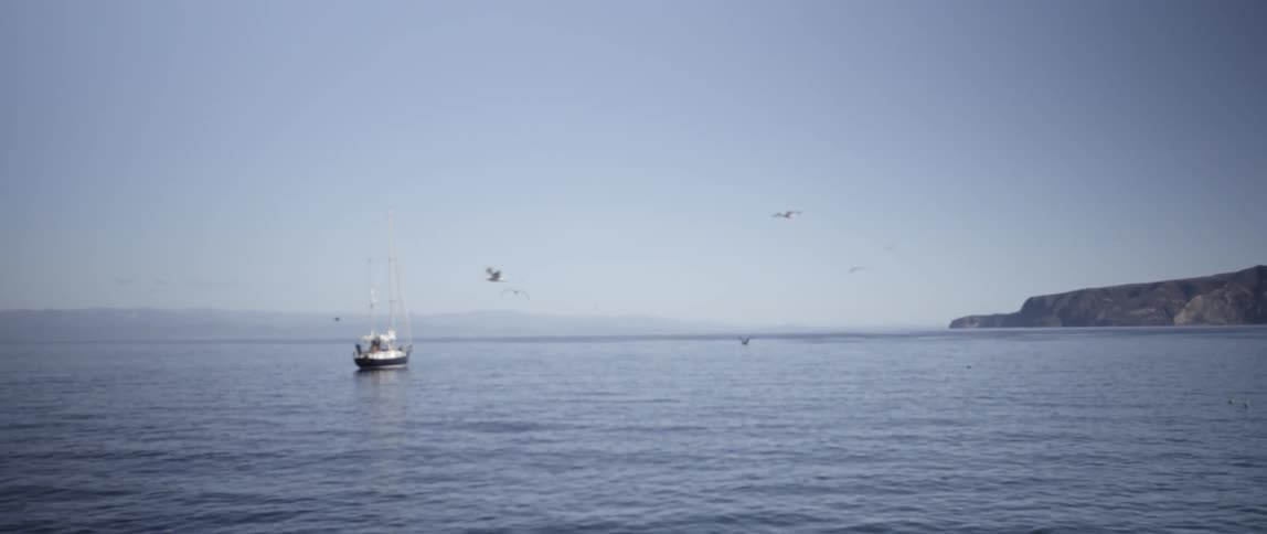 Birds fly over the water with a boat in the distance