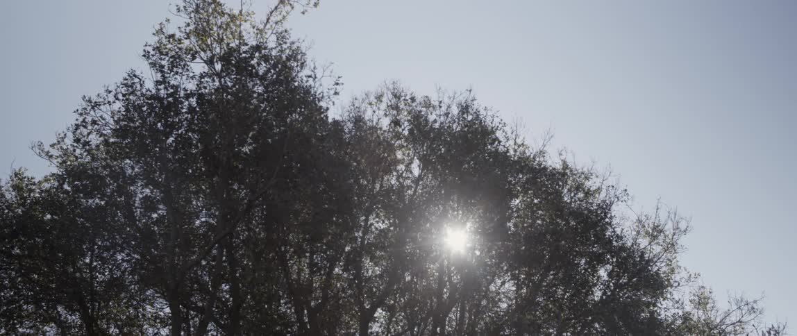 Light is shining in from the branches of this large tree