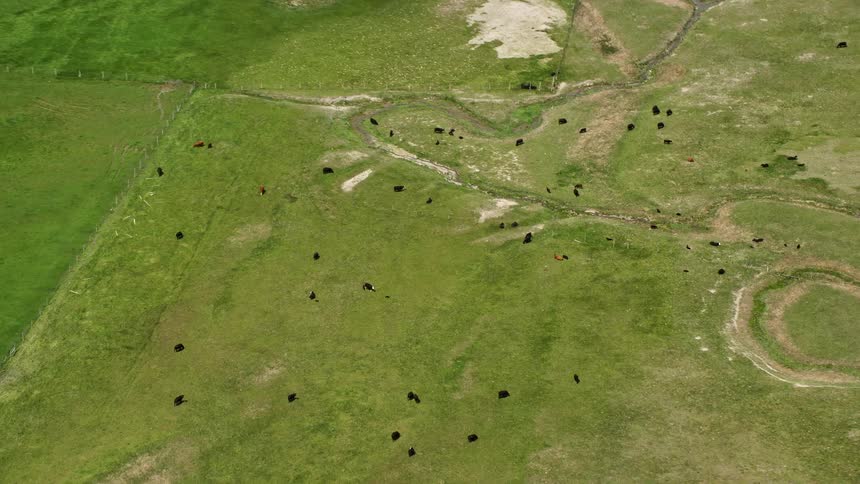 Aerial footage of cows grazing in a large fenced pasture on a cloudy day in Manti Utah during the summer