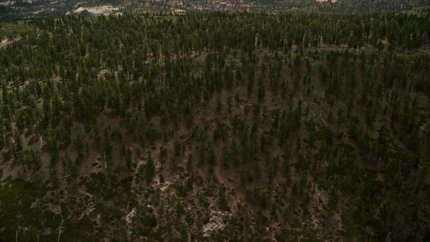 Aerial footage of flying through narrow gorges in the mountains of Dixie National Forest Utah showcasing conifer trees canyons and the scenic beauty of the Southwest United States during summertime