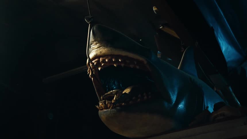 A deceased shark on display