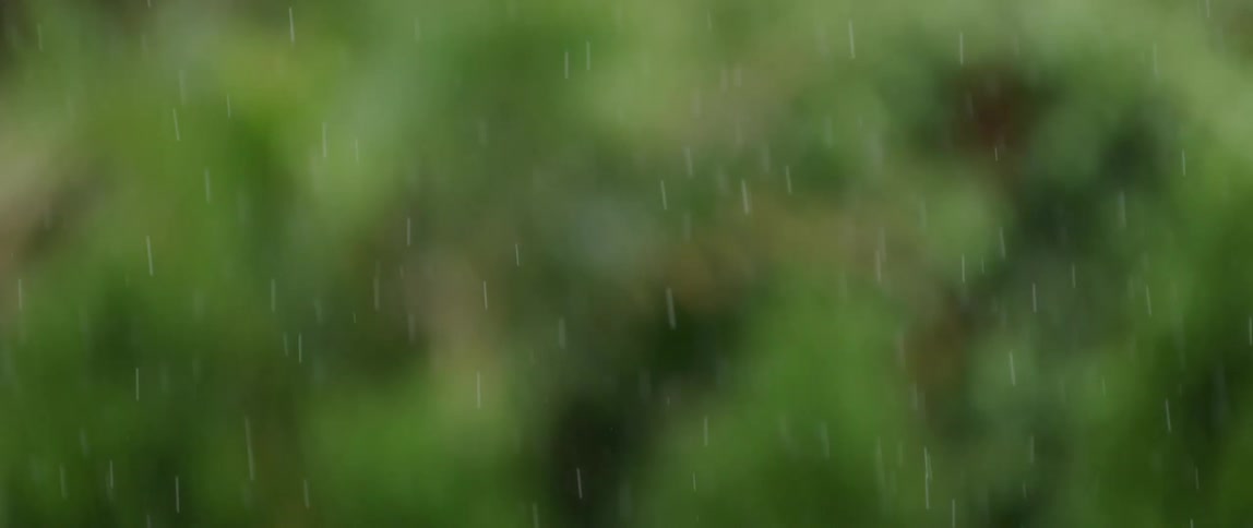Steady rain falls onto green landscape