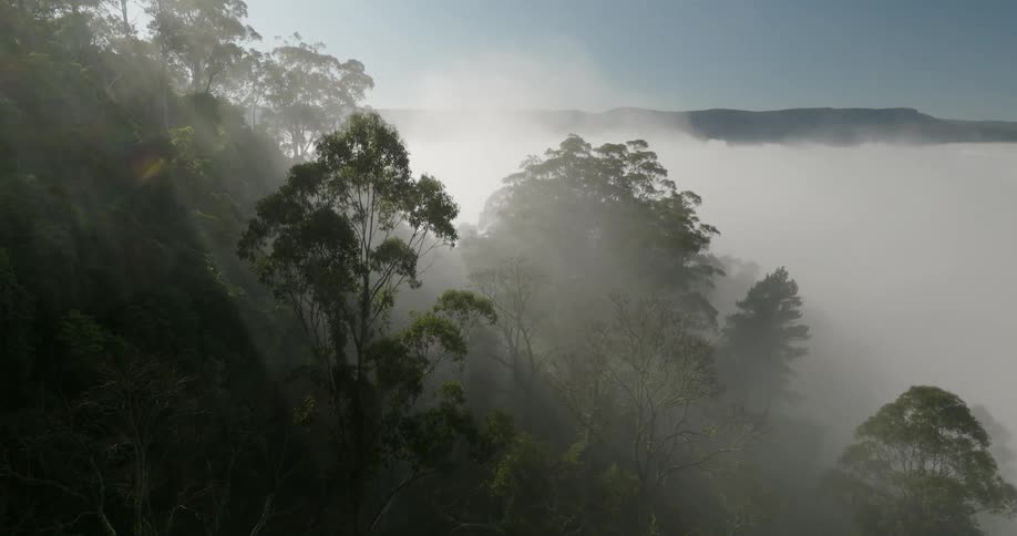 Aerial of a forest covered in fog during dawn