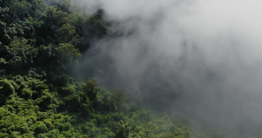 Smoke is rising from the forest