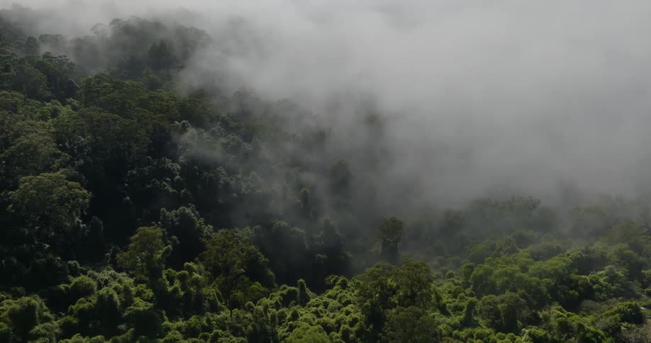 Heavy fog obscures trees in the forest