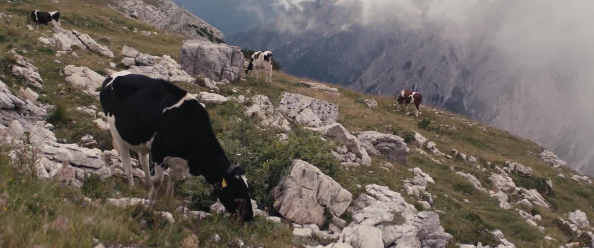 Cows grazing on a mountaintop pasture