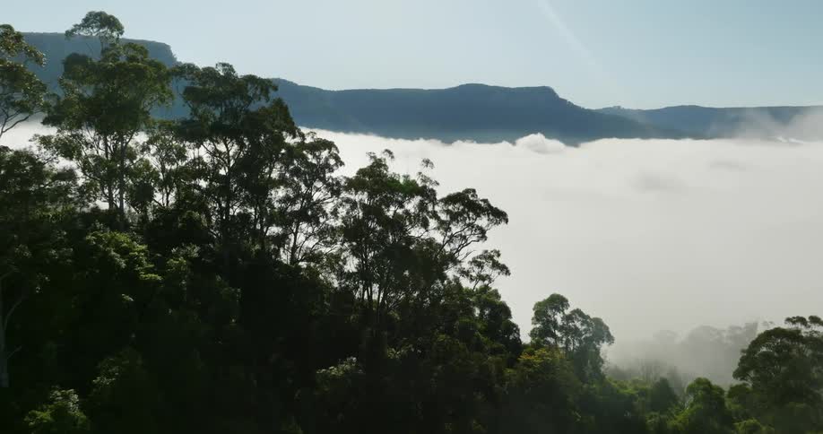 The fog and clouds sit on the forest