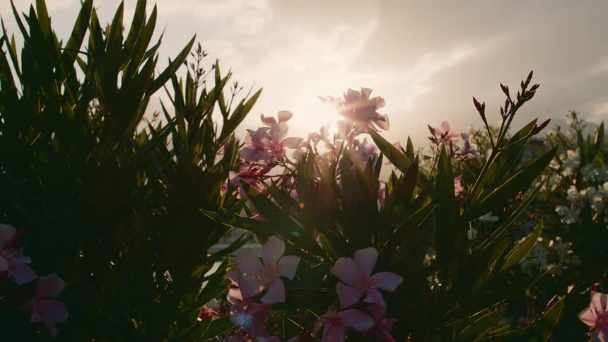 Sun shines through flowering oleander bushes