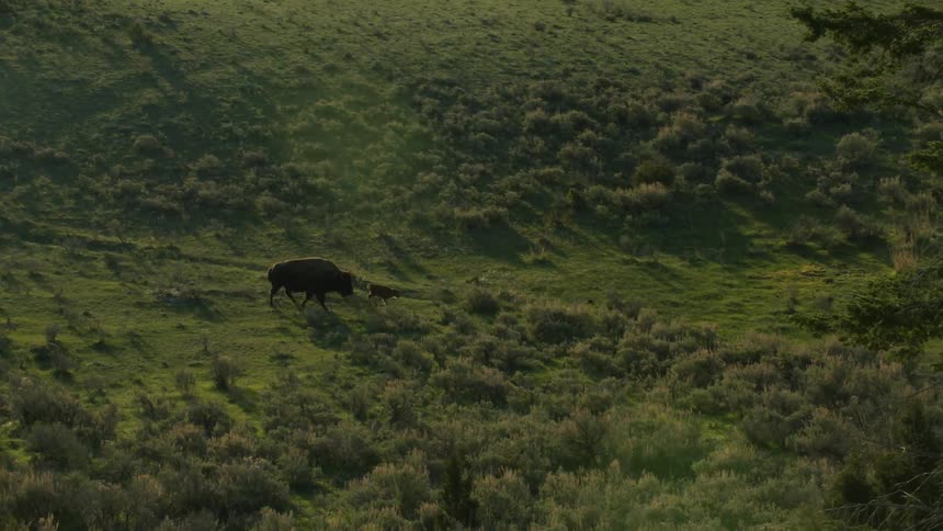 Buffalo walking in an area with extensive pasture with a calf in front of it