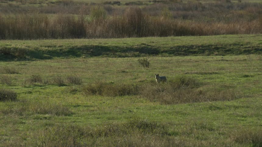 A coyote in the middle of a grassy plain