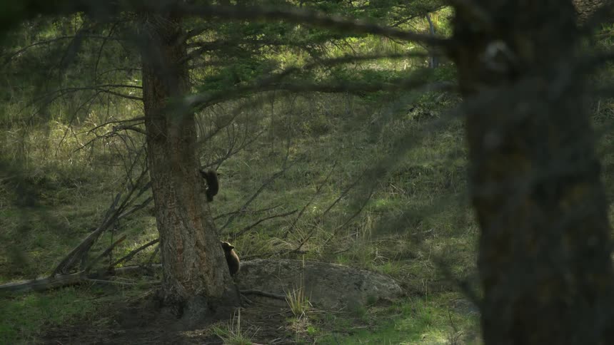 Two bear cubs climb along the truck of a tree within a forest