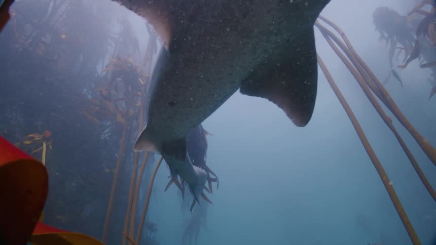 A shark swims past fish underwater