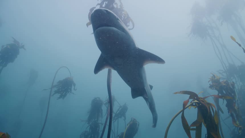 School of fish swimming among the seaweed as a large shark passes by