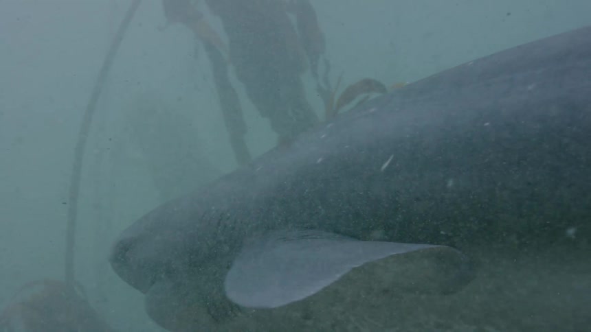 Shark swims through murky water near sandy seafloor while passing kelp