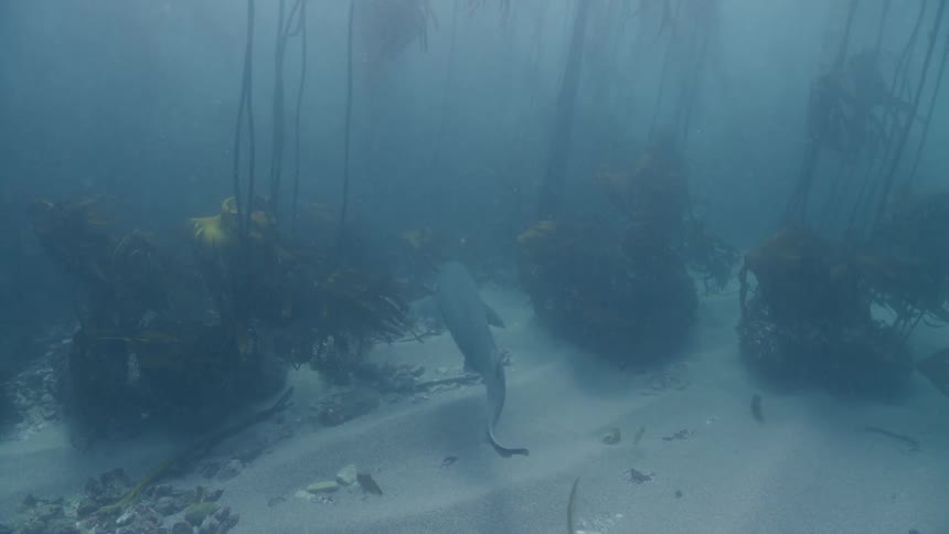 A shark swimming among seaweed and fish under the sea