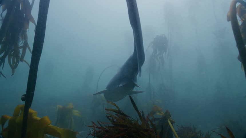 Shark swims throughkelp bed in murky water near seafloor
