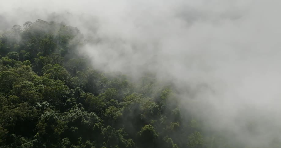 Dense fog obscures tree tops in the woods