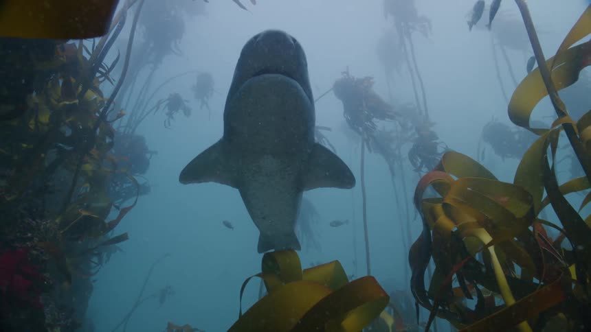 A shark swims past the fish