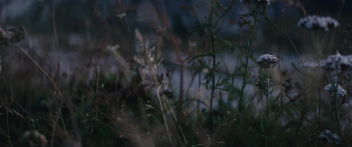 Closeup of a garden with various flowers