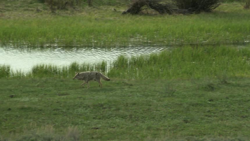 Coyote walking alongside a lake with extensive grassland