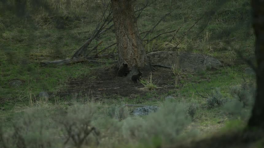 Two bear cubs attempting to climb a tree in the midst of a forest