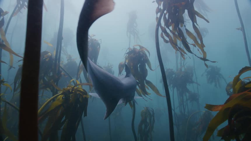 A shark swimming among seaweed on the ocean floor