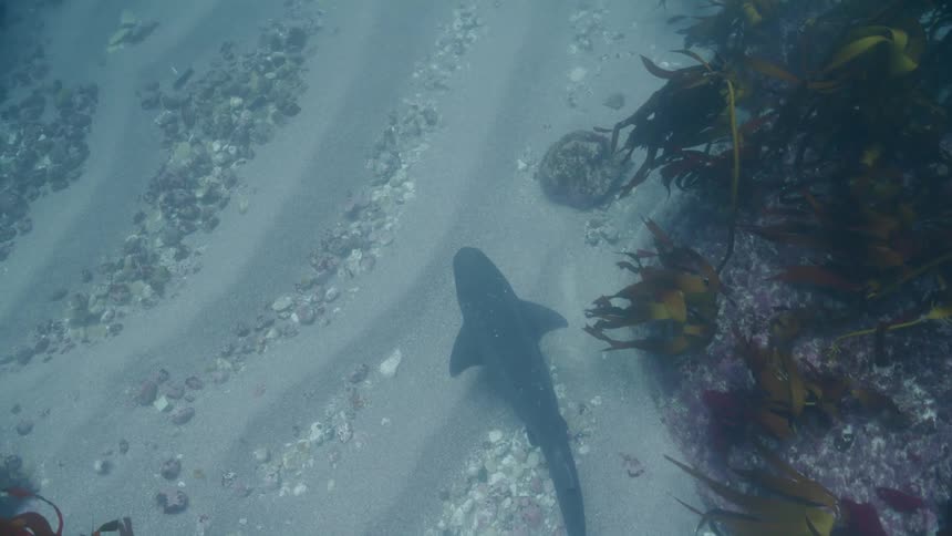 A broadnose seven gill shark swimming underwater