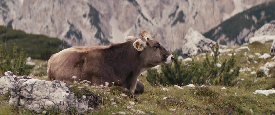 A cow lying down in a grassy landscape on a cloudy day