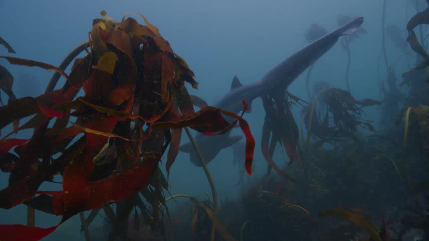 Shark swims through murky water of kelp bed near seafloor