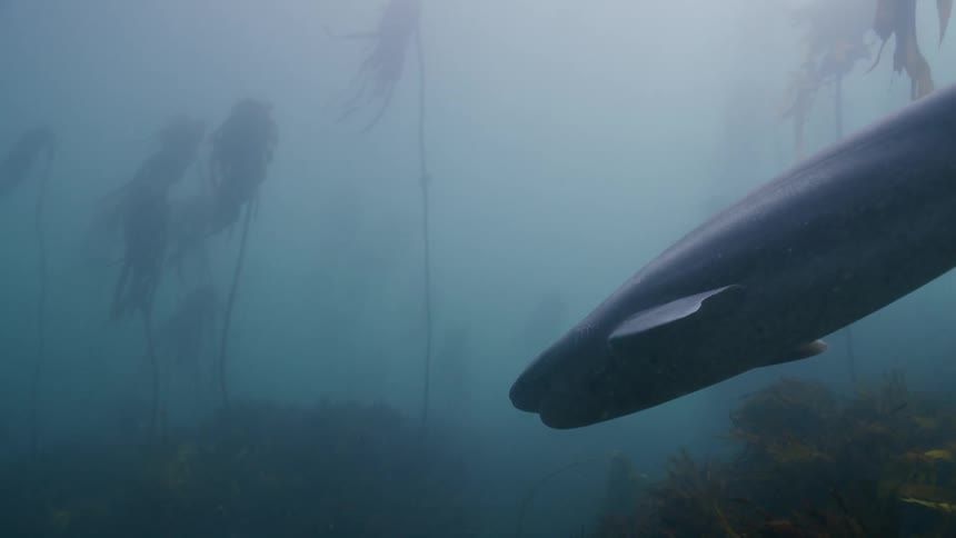 A lone shark calmly swims through an underwater kelp forest