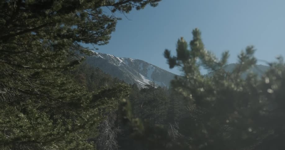 Tree branches of a mountain forest sway in the wind