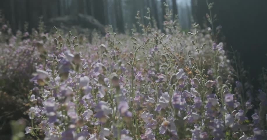 Wildflowers grow in a forest