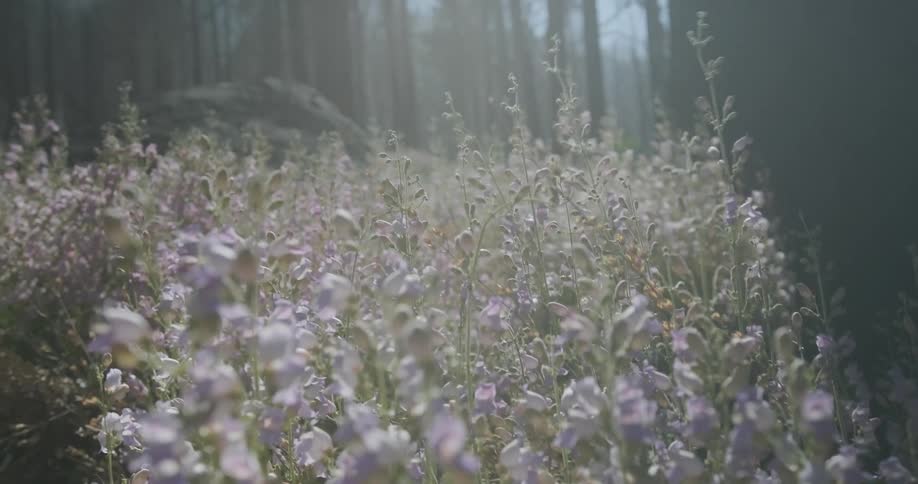 Purple wildflowers blowing in the breeze