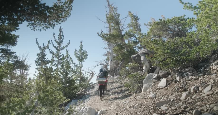 Hikers are backpacking up a hillside on a sunny day