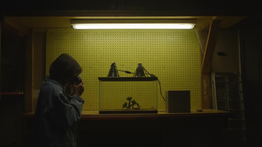 A person photographing a lizard in an aquarium
