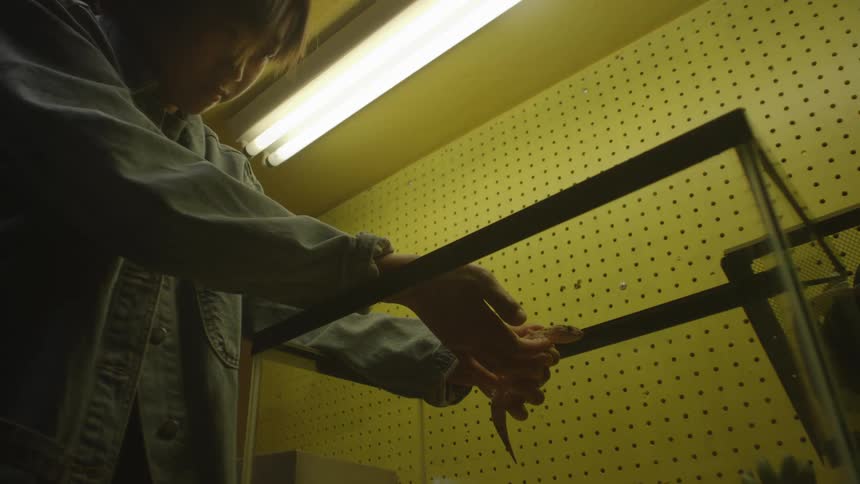A teenager examining a reptile in a glass aquarium