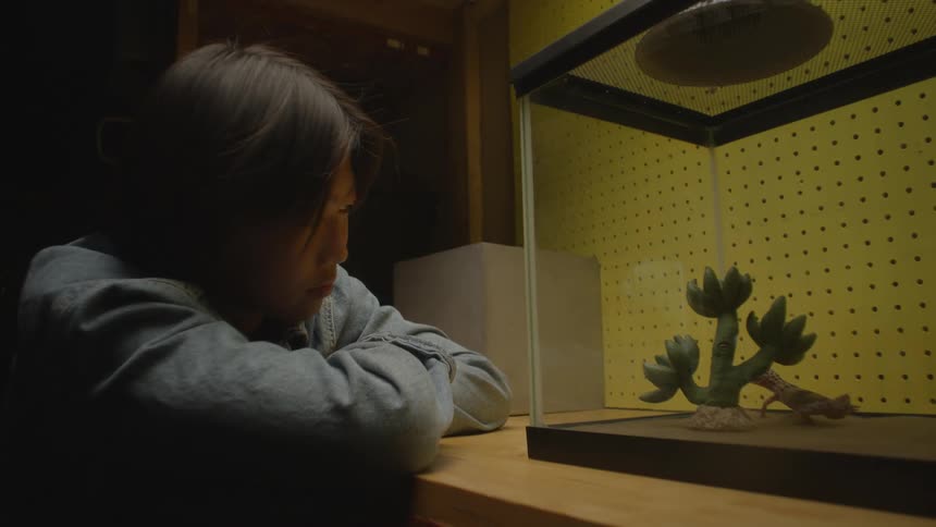 A teenager watches a lizard move around inside a glass aquarium