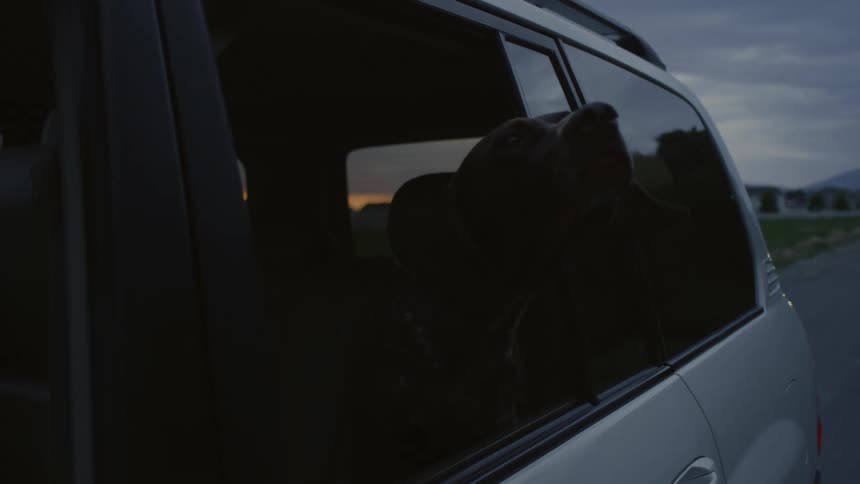 A truck is traveling on a road as a dog sticks its head out the window and looks around