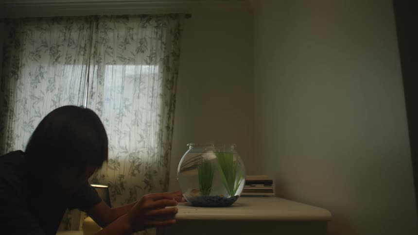 Young asian boy gazing at a small aquarium with various fish inside
