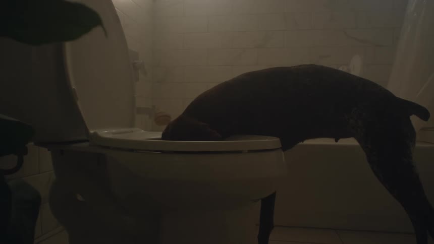 A dog with its head deep inside the water closet in a bathroom