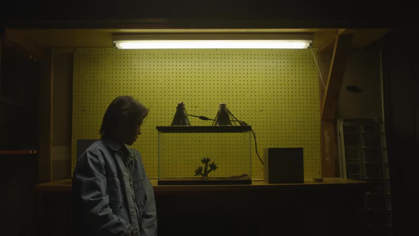 Person looks at reptile in terrarium tank under light