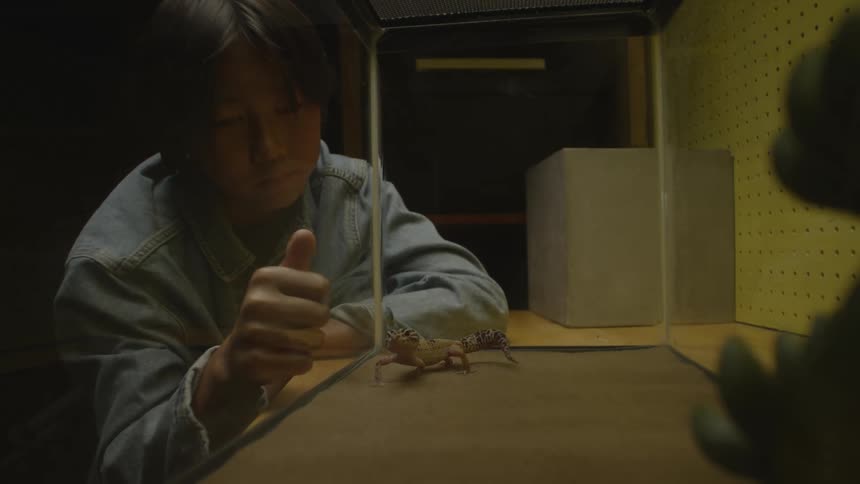 A boy watches a lizard in a glass aquarium