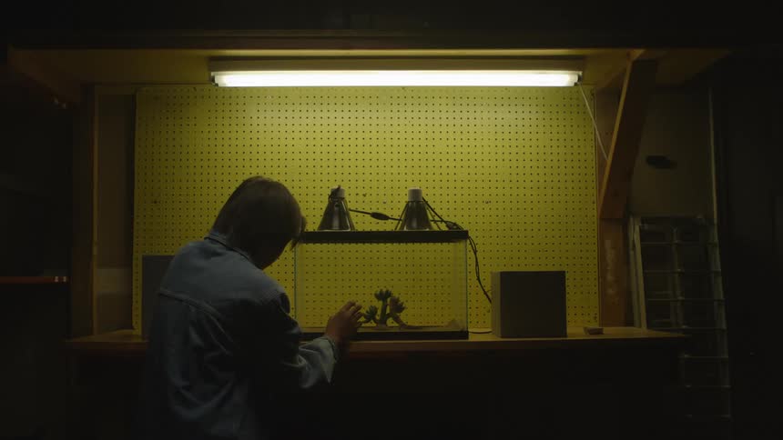 A teenager approaches then touches a glass aquarium with a lizard inside