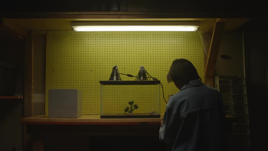 A boy walks up to a lizard in an aquarium to observe it