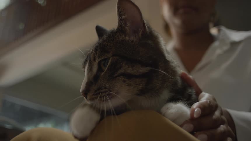 Closeup of a kitten on a womans lap while shes playing and massaging its body