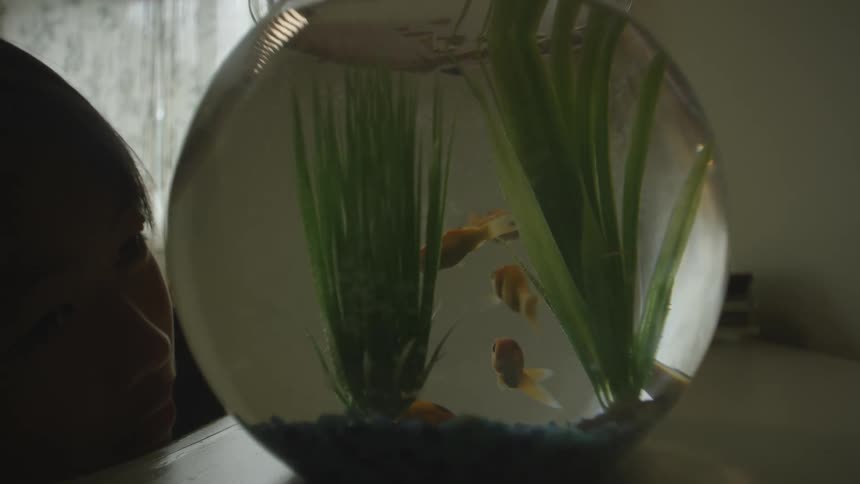 A boy watches goldfish in an aquarium