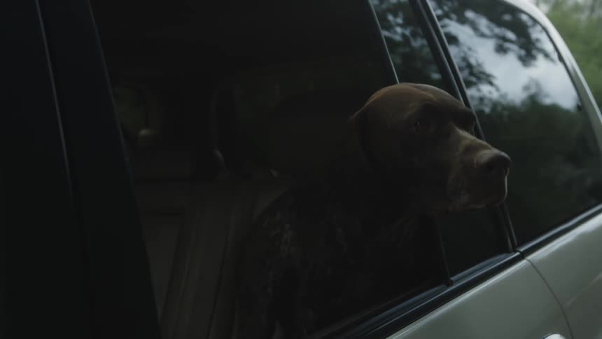 Dog sticking its head out of the window of a moving car