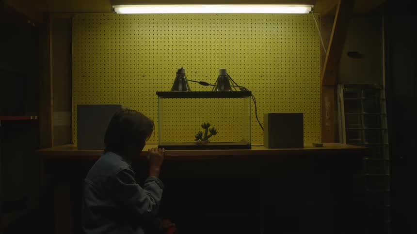 A boy is sitting in front of a glass aquarium watching a lizard walk around