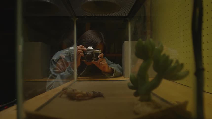 Person takes photos of reptile in tank