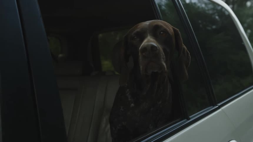 A dog sticking its head on the window of a moving vehicle while sitting in the backseat